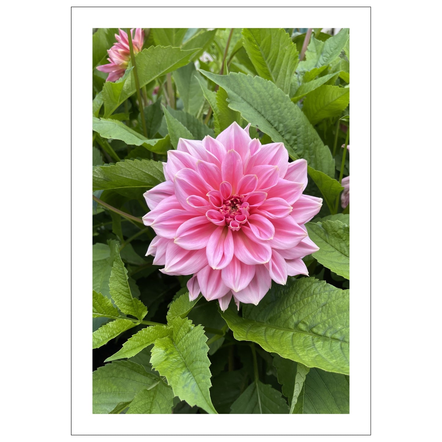 Dette fantastiske fotografiet av en rosa Georgine blomst, tatt i den pittoreske Musèhagen i Bergen, bringer naturens skjønnhet rett inn i ditt oppholdsrom.