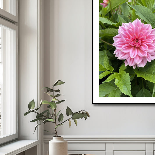 Dette fantastiske fotografiet av en rosa Georgine blomst, tatt i den pittoreske Musèhagen i Bergen, bringer naturens skjønnhet rett inn i ditt oppholdsrom. Illustrasjonsfoto viser motivet som plakat i sort ramme.