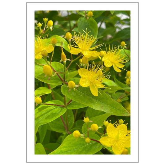 Oppdag skjønnheten av norsk natur med vår plakat og lerret av Johannesurt fra Musèhagen i Bergen.