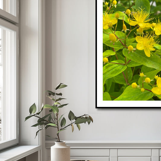 Oppdag skjønnheten av norsk natur med vår plakat og lerret av Johannesurt fra Musèhagen i Bergen. Illustrasjonsfoto viser motivet som plakat i sort ramme.