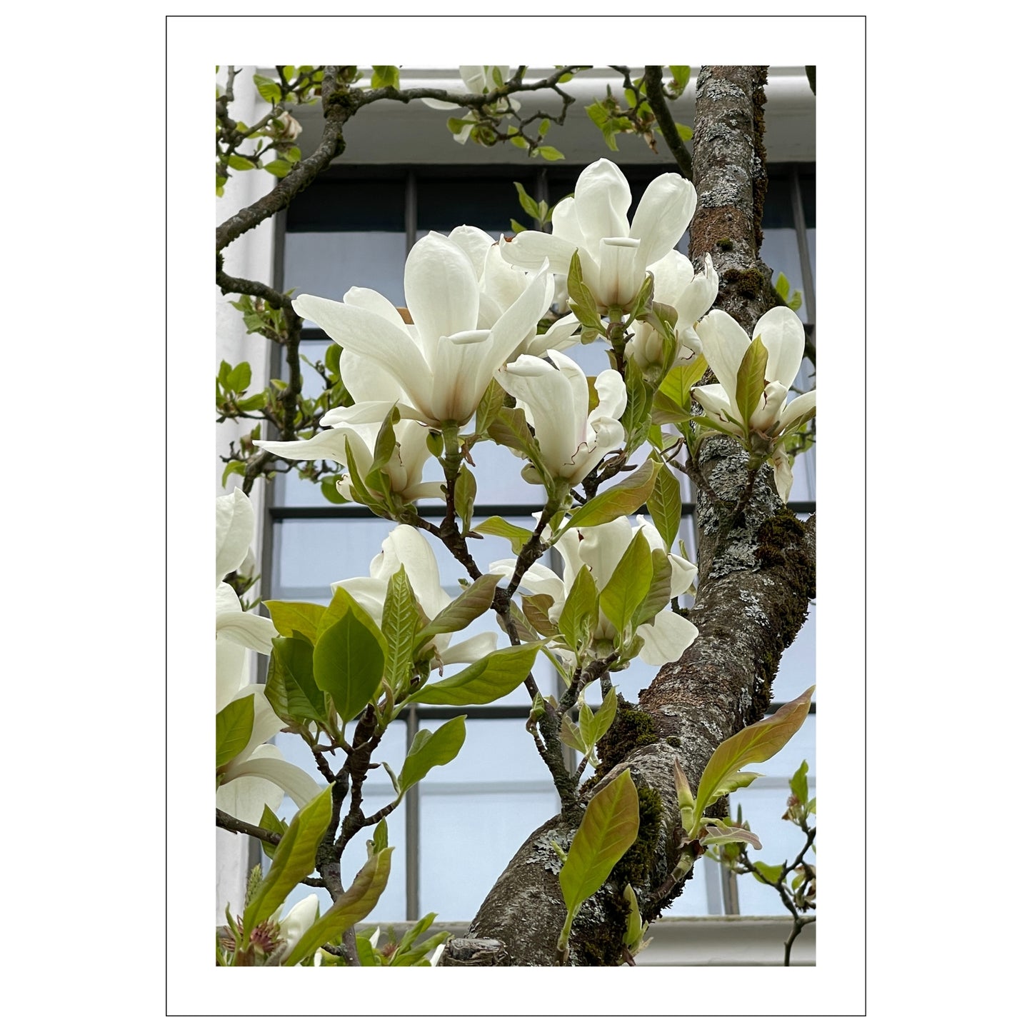 Dette flotte fotografiet, tatt i Musèhagen i Bergen, fanger den tidløse elegansen av hvit Magnolia i full blomst.