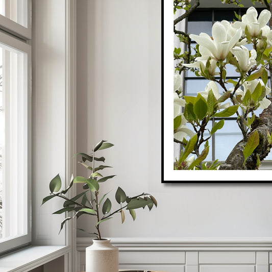Dette flotte fotografiet, tatt i Musèhagen i Bergen, fanger den tidløse elegansen av hvit Magnolia i full blomst. Illustrasjonsfoto viser motivet som plakat i sort ramme.