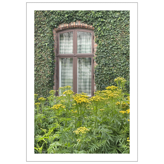 Denne unike fotografiplakaten fanger essensen av Reinfann-blomsten, og den sjarmerende atmosfæren i Musèhagen.