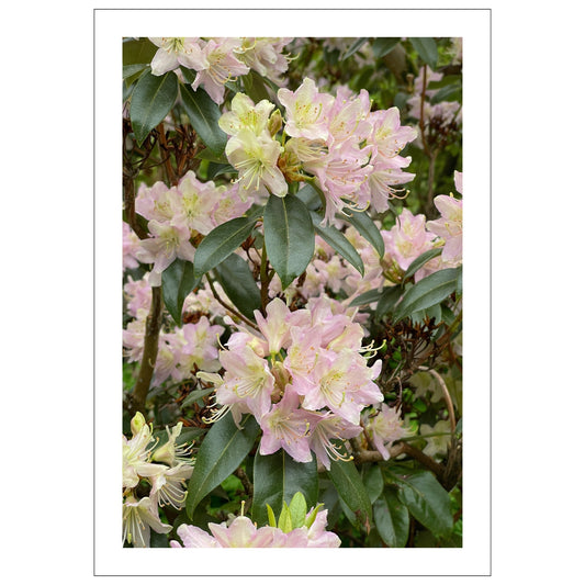 Denne vakre plakaten eller lerretet fanger essensen av naturens skjønnhet med Rhododendronens fantastiske blomsterprakt.