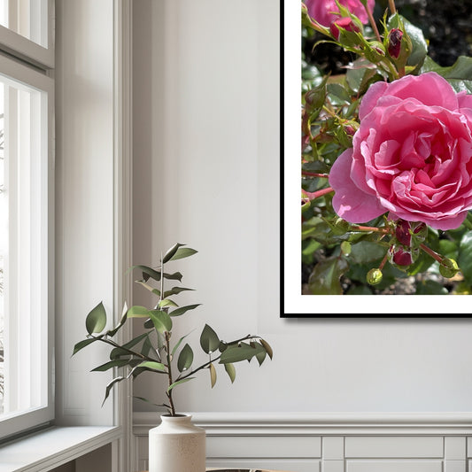 Dette vakre fotografien fanger de cerisefargede rosene i full blomst i Musèhagen, en av Bergens mest sjarmerende parker. Illustrasjonsfoto viser motivet som plakat i sort ramme.