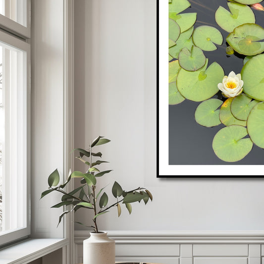 Fotografi av en hvit vannlilje i Musèhagen, Bergen. Illustrasjonsfoto viser motivet som plakat i sort ramme.