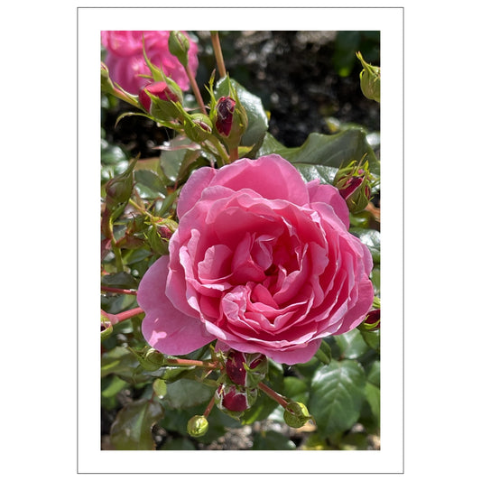 Dette vakre fotografien fanger de cerisefargede rosene i full blomst i Musèhagen, en av Bergens mest sjarmerende parker.