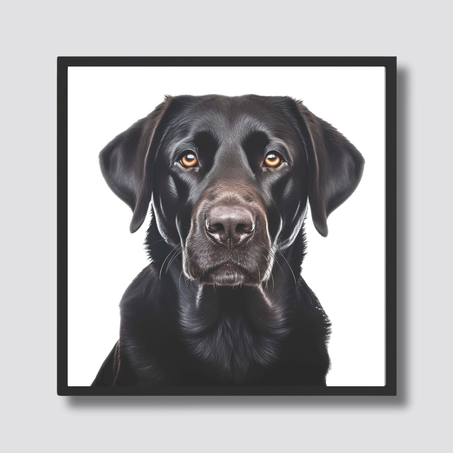 Denne plakaten viser et vakkert portrett av en svart labrador, kjent for sin rolige natur og hengivenhet. Illustrasjonsfoto viser motivet i sort ramme.med passepartout.