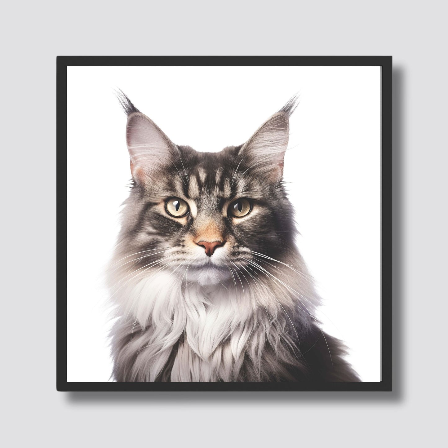 Denne detaljerte plakaten viser den vakre Maine Coon med sin imponerende pels og våkne, intelligente blikk. Illustrasjonsfoto viser motivet i sort ramme.