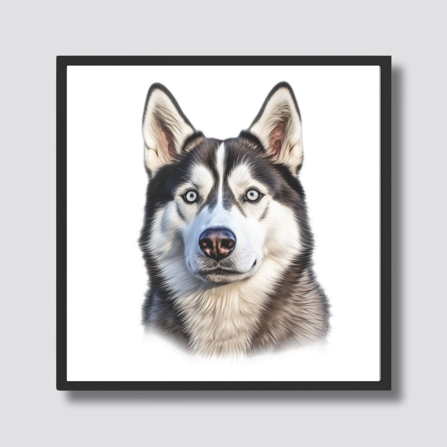Denne plakaten fanger hundens ikoniske trekk, inkludert dens slående blå øyne, skarpe linjer og elegante pels. Illustrasjonsfoto viser motivet i sort ramme.