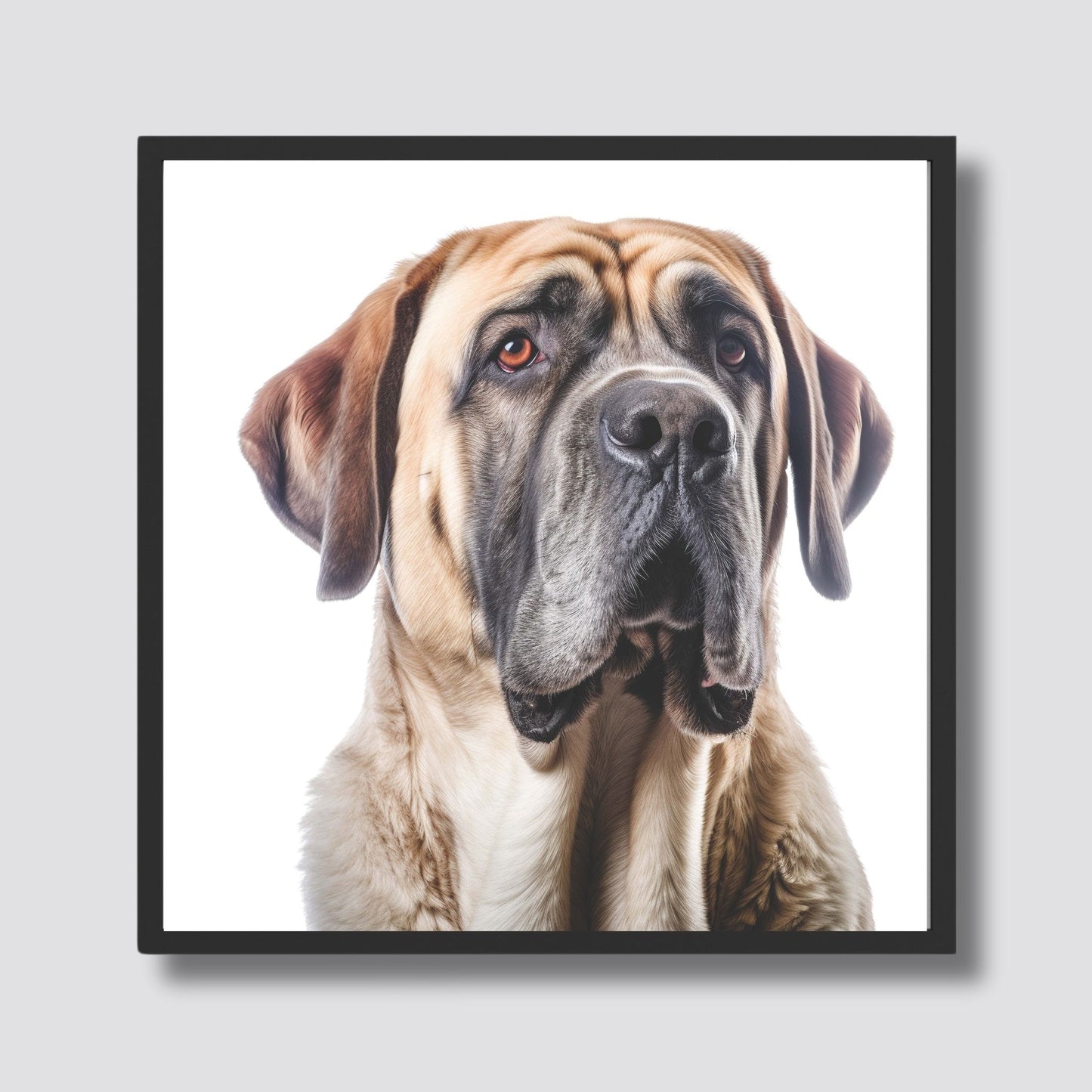 Dette imponerende portrettet av en mastiff fanger hundens majestetiske tilstedeværelse og vennlige uttrykk. Illustrasjonsfoto viser motivet i sort ramme.