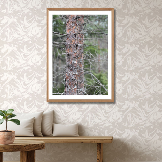 Oftenåsen – Furustammer er et nærbilde av gamle furutrær, der barkens tekstur og greinrester forteller om tid, vær og vekst. Illustrasjon viser motivet som plakat med hvit kantlinje i eik ramme.