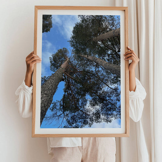 Plakaten Oftenåsen – Blikket mot Furutoppene fanger et ikonisk perspektiv fra skogen – sett rett opp mot himmelen gjennom gamle, værbitte furutrær. Illustrasjon viser motivet med hvit kantlinje i eik ramme.