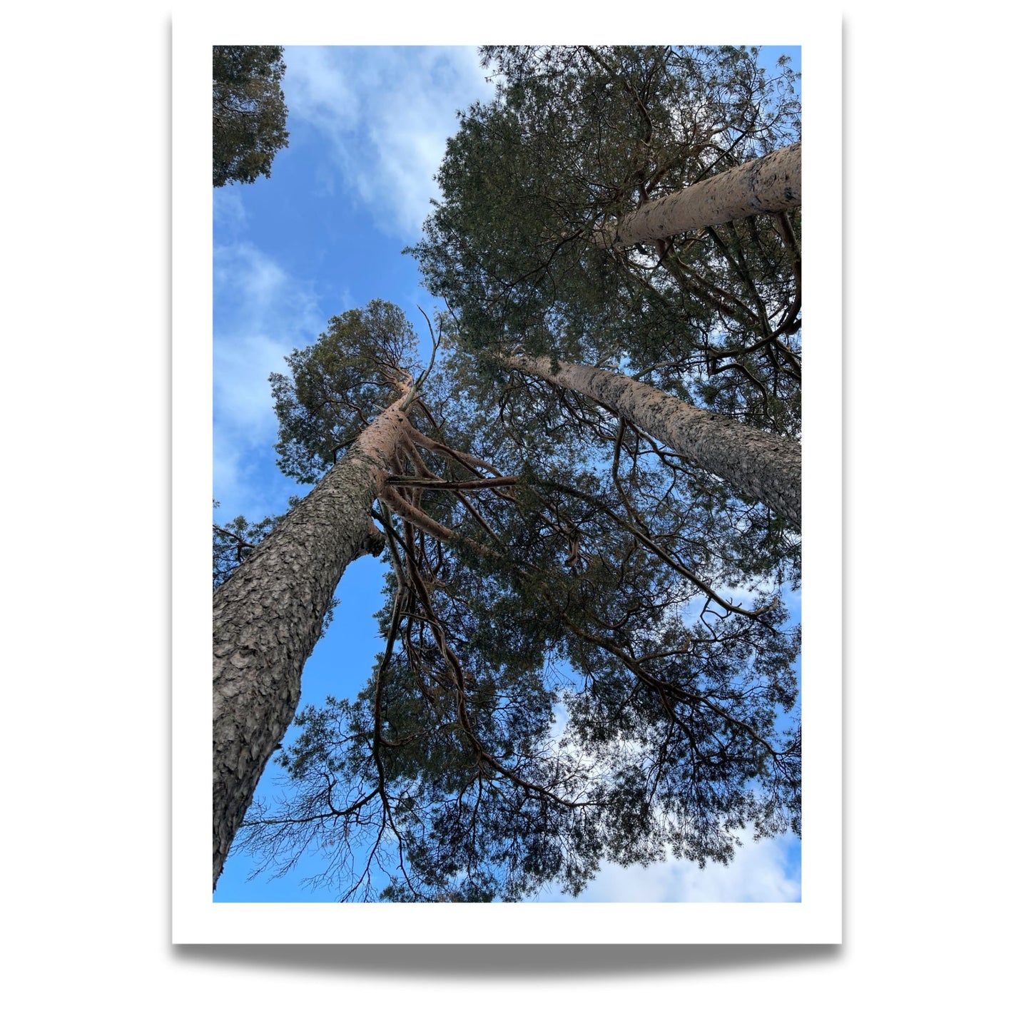 Plakaten Oftenåsen – Blikket mot Furutoppene fanger et ikonisk perspektiv fra skogen – sett rett opp mot himmelen gjennom gamle, værbitte furutrær.