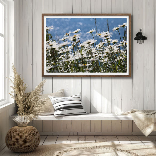 Dette fotografiet viser Prestekrageblomster med sine strålende hvite kronblad og solgule senter. Illustrasjonsfoto viser motivet som plakat i brun ramme.