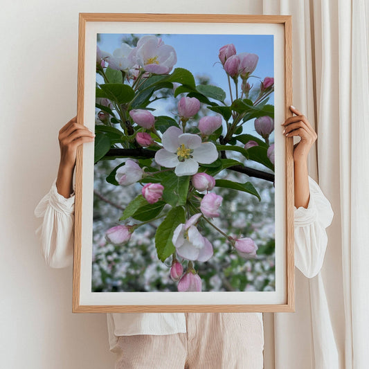 Fang vårens poesi med dette botaniske fotografiet av Prydeple i full blomstring. Illustrasjon viser motivet som plakat med hvit kantlinje i eik ramme.