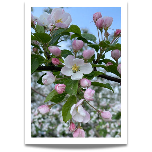 Fang vårens poesi med dette botaniske fotografiet av Prydeple i full blomstring.