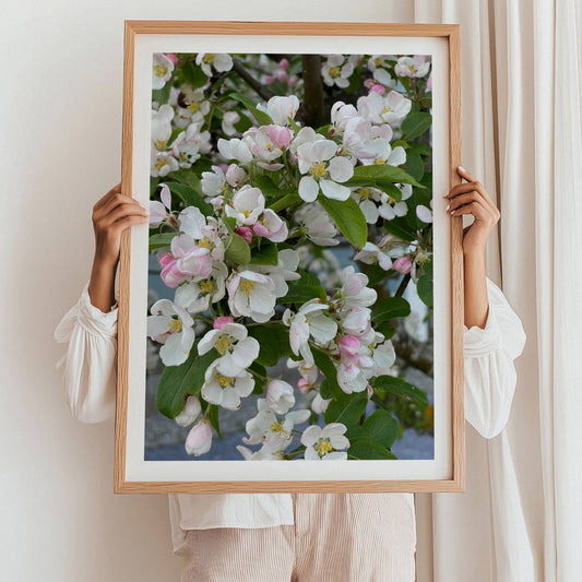Fang vårens poesi med dette botaniske fotografiet av Prydeple i full blomstring. Illustrasjon viser motivet som plakat med hvit kantlinje i eik ramme.