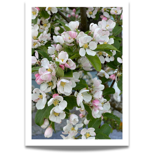 Fang vårens poesi med dette botaniske fotografiet av Prydeple i full blomstring.