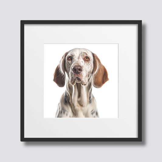 Denne vakre plakaten viser et storslått portrett av en Bracco Italiano, kjent for sin karakteristiske ro og majestetiske fremtoning. Illustrasjonsfoto viser motivet i sort ramme med passapartout