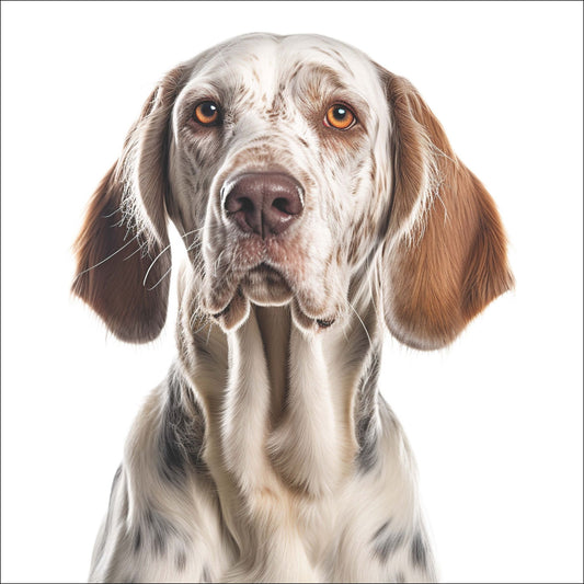 Denne vakre plakaten viser et storslått portrett av en Bracco Italiano, kjent for sin karakteristiske ro og majestetiske fremtoning.