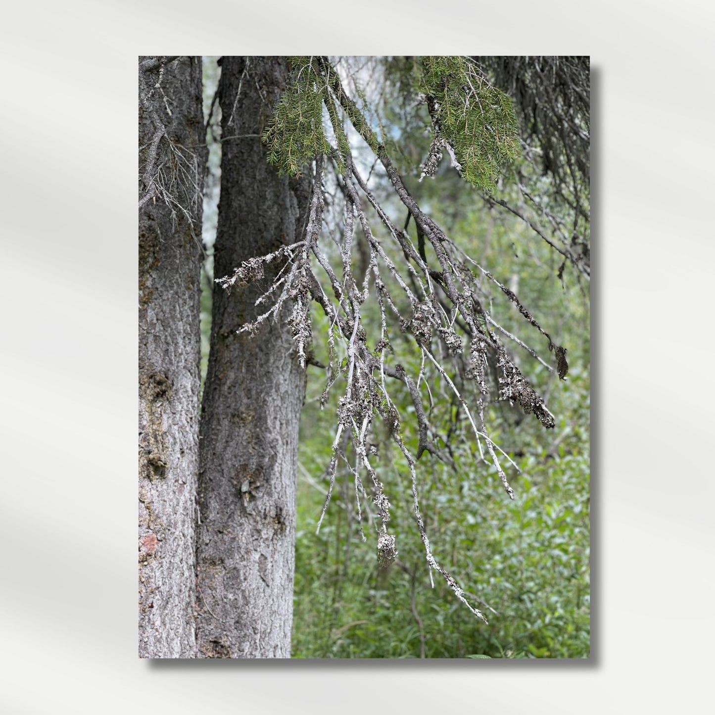 Skogdvale i Røyrvik er et nært og teksturrikt naturmotiv fra Røyrviks skoger. Illustrasjon viser motivet på lerret.