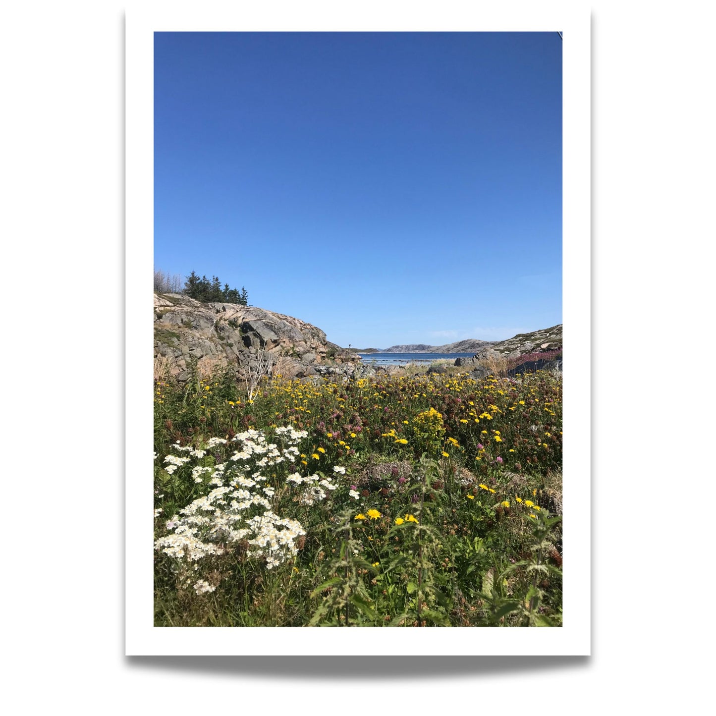 Dette bildet balanserer blomstrende detaljer i forgrunnen med fjell, himmel og sjø i horisonten – en harmonisk blanding av liv og landskap.