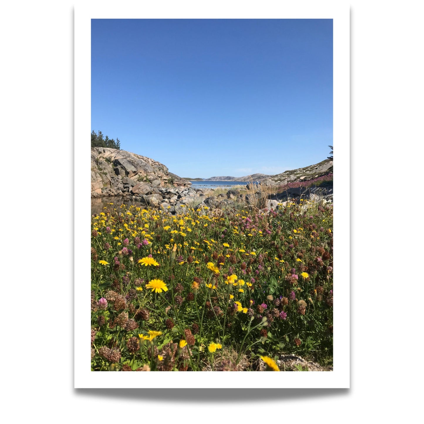 Småværet – Kysteng i Blomstring viser et nærbilde av en eng i full flor, med gule og lilla toner som danser under åpen blå himmel