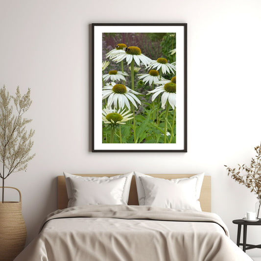 Eng med hvit solhatt i full blomstring. Det sitter to bier og forsyner seg med nektar. Motivet er dekorativt både som plakat og på lerret. Miljøbildet viser motivet i sort ramme hengende over en seng.