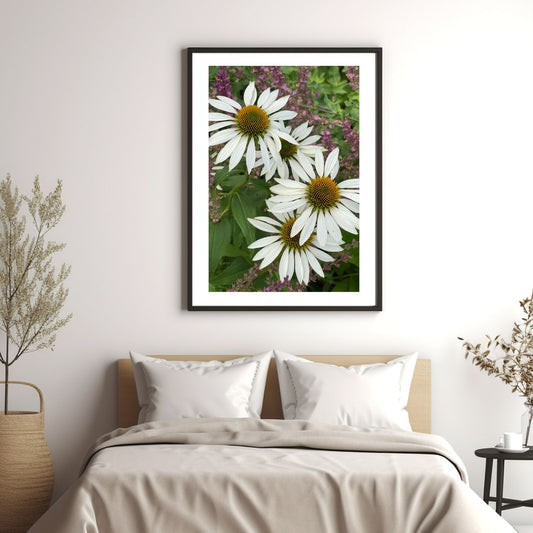 Hvit solhatt i full blomstring. Motivet er dekorativt både som plakat og på lerret. Miljøbildet viser motivet i sort ramme på en vegg over en seng.