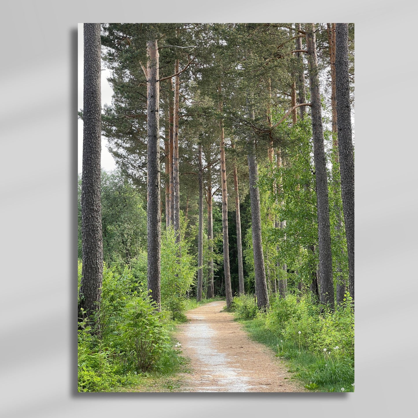 Stien snor seg gjennom slanke, høye trestammer og grønn undervegetasjon – et motiv som skaper romfølelse, ro og kontakt med naturen. Illustrasjonen viser motivet