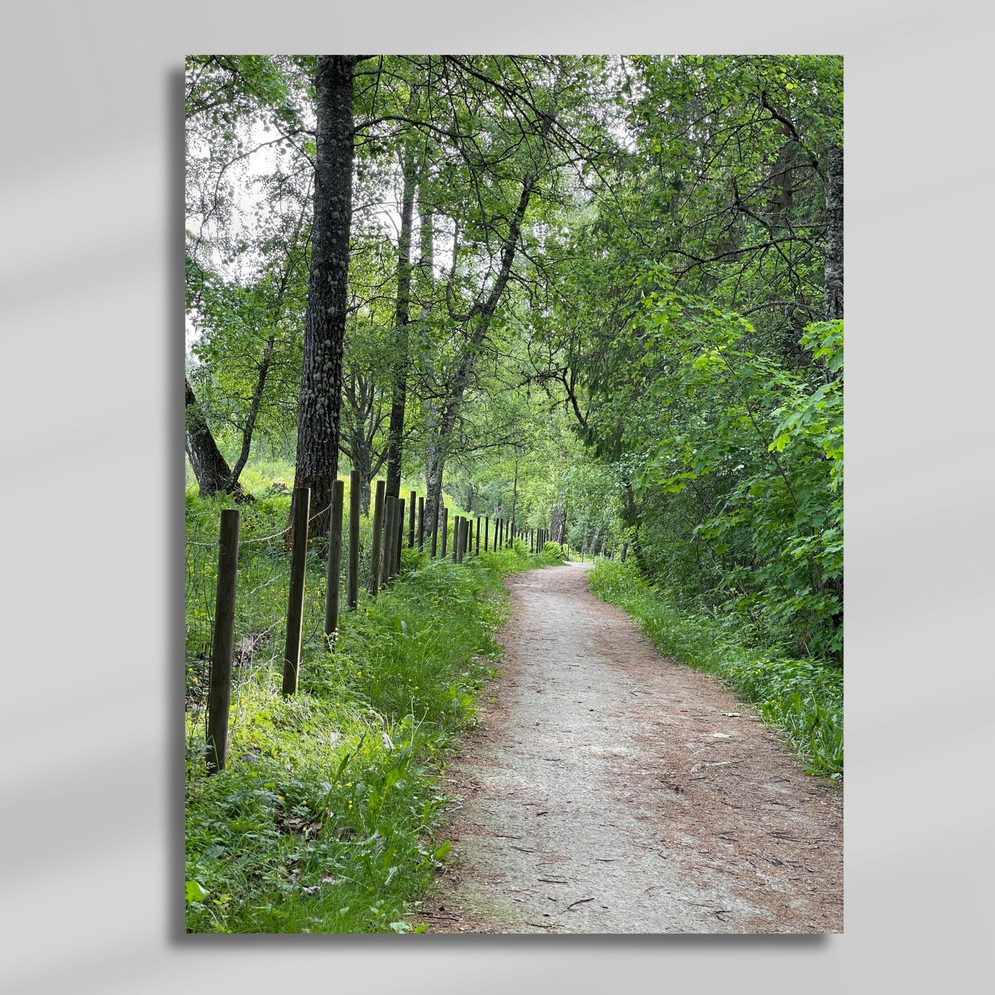 Motivet fra Sigridstien – Gjerde mot Grønt viser den karakteristiske grusveien som slynger seg gjennom frodig løvskog langs et gammelt gjerde Illustrasjon viser motivet på lerret.