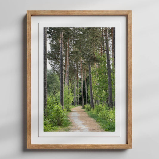 Stien snor seg gjennom slanke, høye trestammer og grønn undervegetasjon – et motiv som skaper romfølelse, ro og kontakt med naturen. Illustrasjonen viser motivet som plakat med hvit kantlinje i eik ramme.