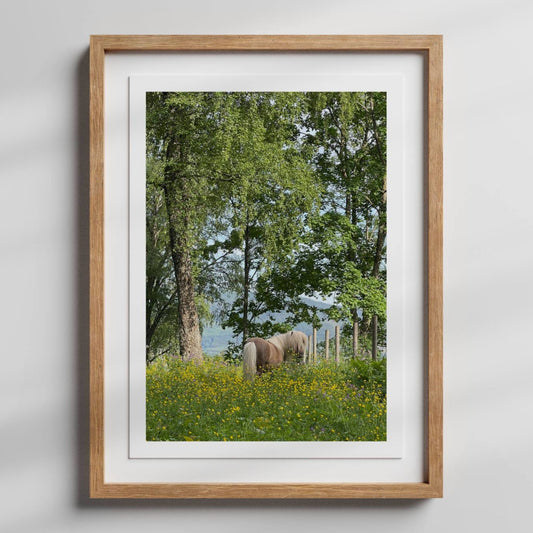 Sigridstien – Hest i Blomstereng er et romantisk og levende motiv av en hest omgitt av markblomster i full blomst. Illustrasjon viser motivet med hvit kantlinje i eik ramme.