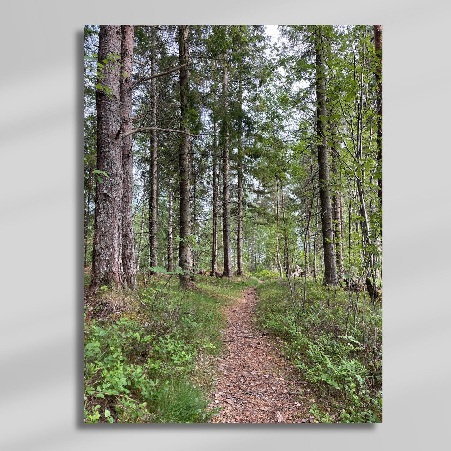 Et stille og oppdagelsesrikt motiv som passer like godt i kontor som stue – og for alle som finner ro i skogens nærvær. Illustrasjon viser motivet på lerret.