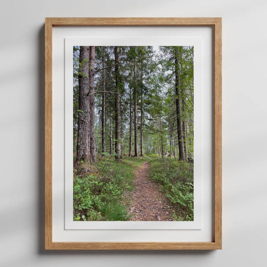 Et stille og oppdagelsesrikt motiv som passer like godt i kontor som stue – og for alle som finner ro i skogens nærvær. Illustrasjon viser motivet som plakat med hvit kantlinje i eik ramme.