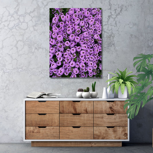 Fotografi av Sitrontimian på lerretsduk hengt opp på en grå vegg. Bildet henger over en kommode med skuffer i eik og hvit skrog.