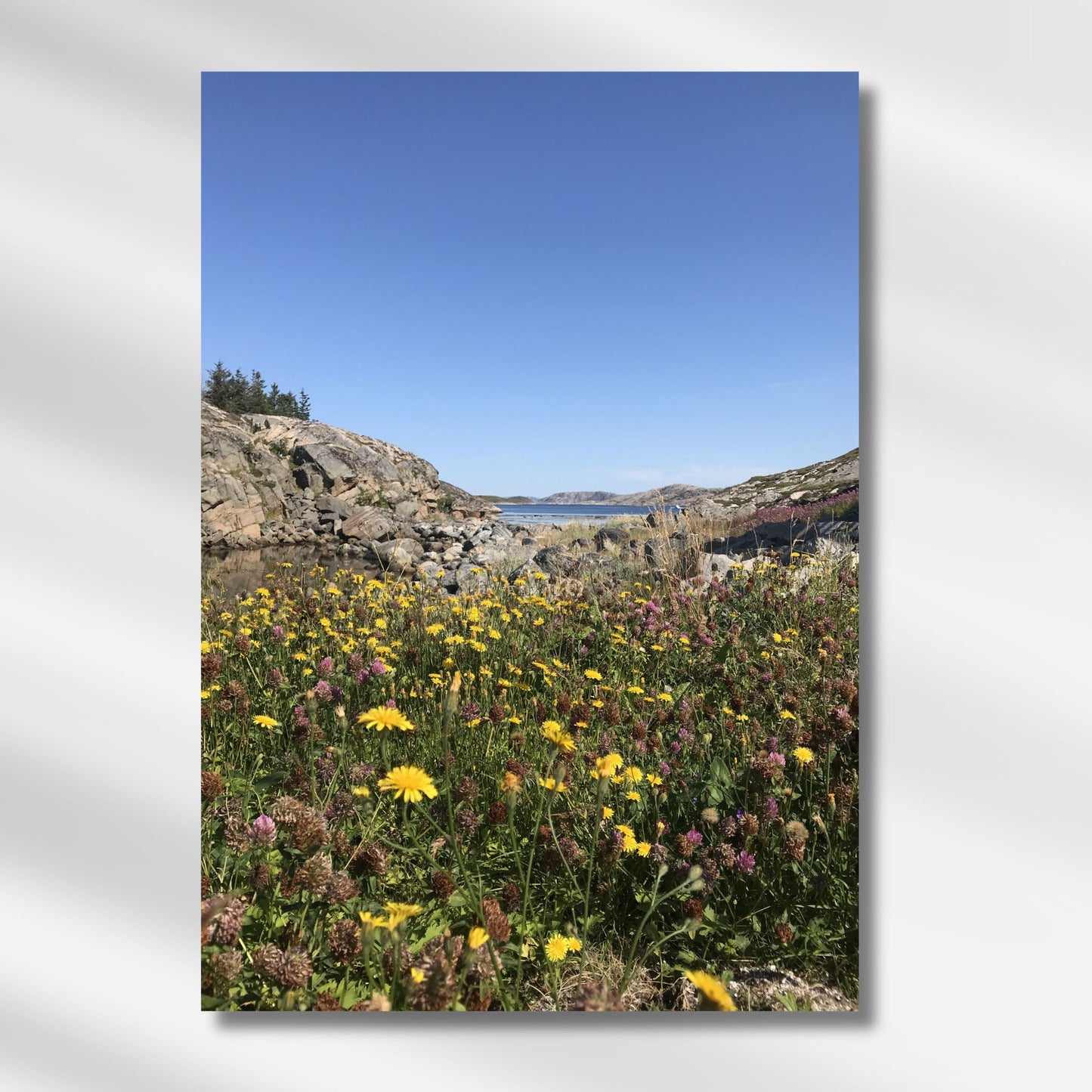 Småværet – Kysteng i Blomstring viser et nærbilde av en eng i full flor, med gule og lilla toner som danser under åpen blå himmel. Illustrasjon viser motivet på lerret.