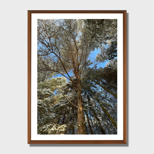 Magisk vinterdag ved Skranevatnet en desmberdag. Illustrasjon viser plakat i eikeramme.