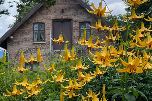 Er du en ivrig fotograf, - besøk Muséhagen i Bergen!