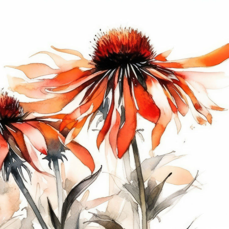 Solhatt Collection - Grafiske plakater