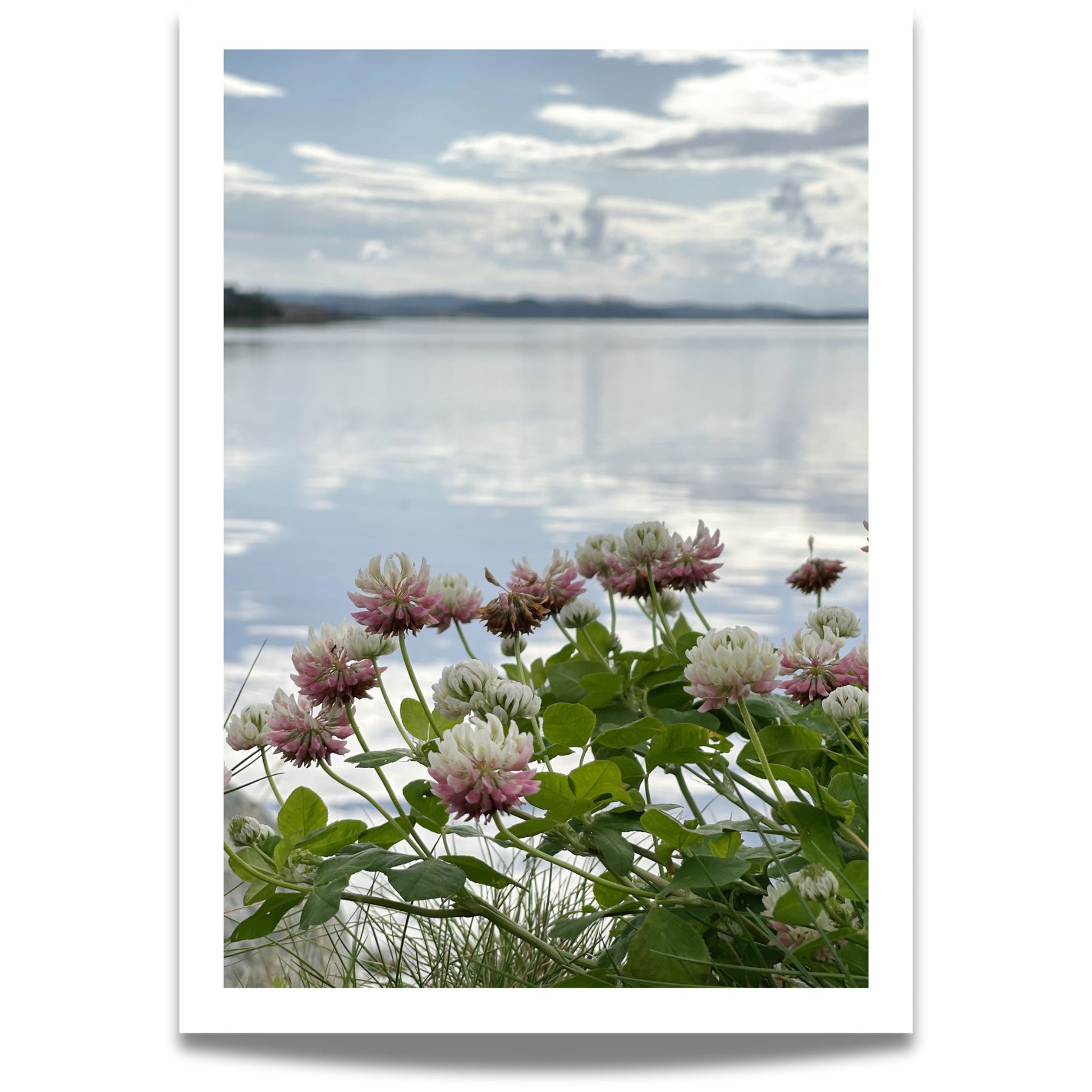 La blikket hvile på den sarte skjønnheten i Alsikekløver, fanget i et botanisk fotografi med poetisk nærhet til naturen.