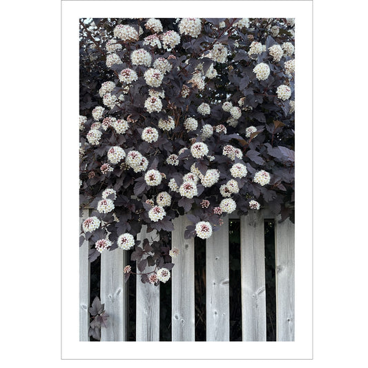 Dette unike kunstverket fanger en nydelig Blærespirea i full blomstring, med sine burgunderfargede blader og tette klaser av små, hvite blomster som henger grasiøst over et slitt stakittgjerde.