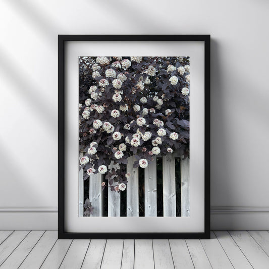 Dette unike kunstverket fanger en nydelig Blærespirea i full blomstring, med sine burgunderfargede blader og tette klaser av små, hvite blomster som henger grasiøst over et slitt stakittgjerde. Illustrasjonsfotoet viser motivet i svart ramme.