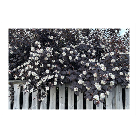Dette unike kunstverket fanger en nydelig Blærespirea i full blomstring, med sine burgunderfargede blader og tette klaser av små, hvite blomster som henger grasiøst over et slitt stakittgjerde. 