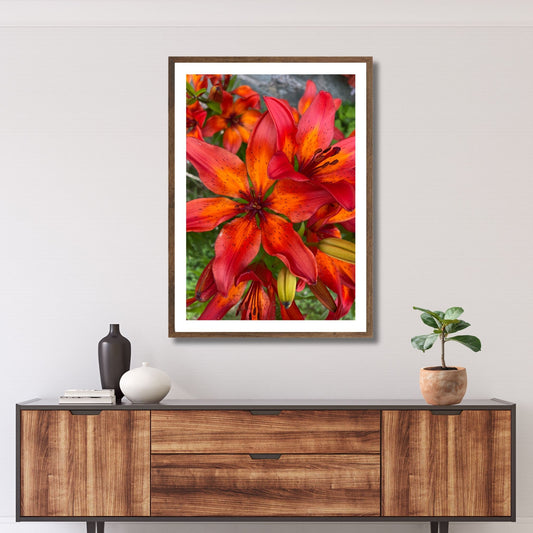 Motiv av den praktfulle Lilium bulbiferum, bedre kjent som Brannlilje, en blomst kjent for sine livlige oransje kronblader og unike eleganse.  Illustrasjonsfoto viser motivet som plakat i en brun ramme.
