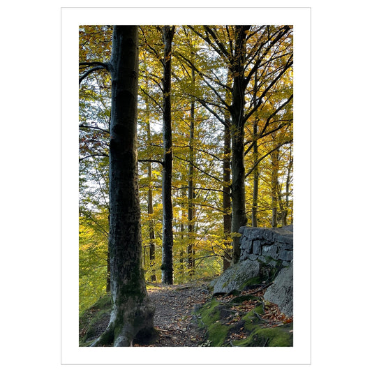 Nydelig plakatmotiv av en bøkeskog i høstfarger. 