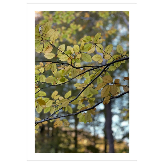 Nydelig plakatmotiv av en bøkeskog i høstfarger. Miljøbilde av plakaten som henger på en vegg i eikeramme.Nydelig plakatmotiv av en bøkeskog i høstfarger.