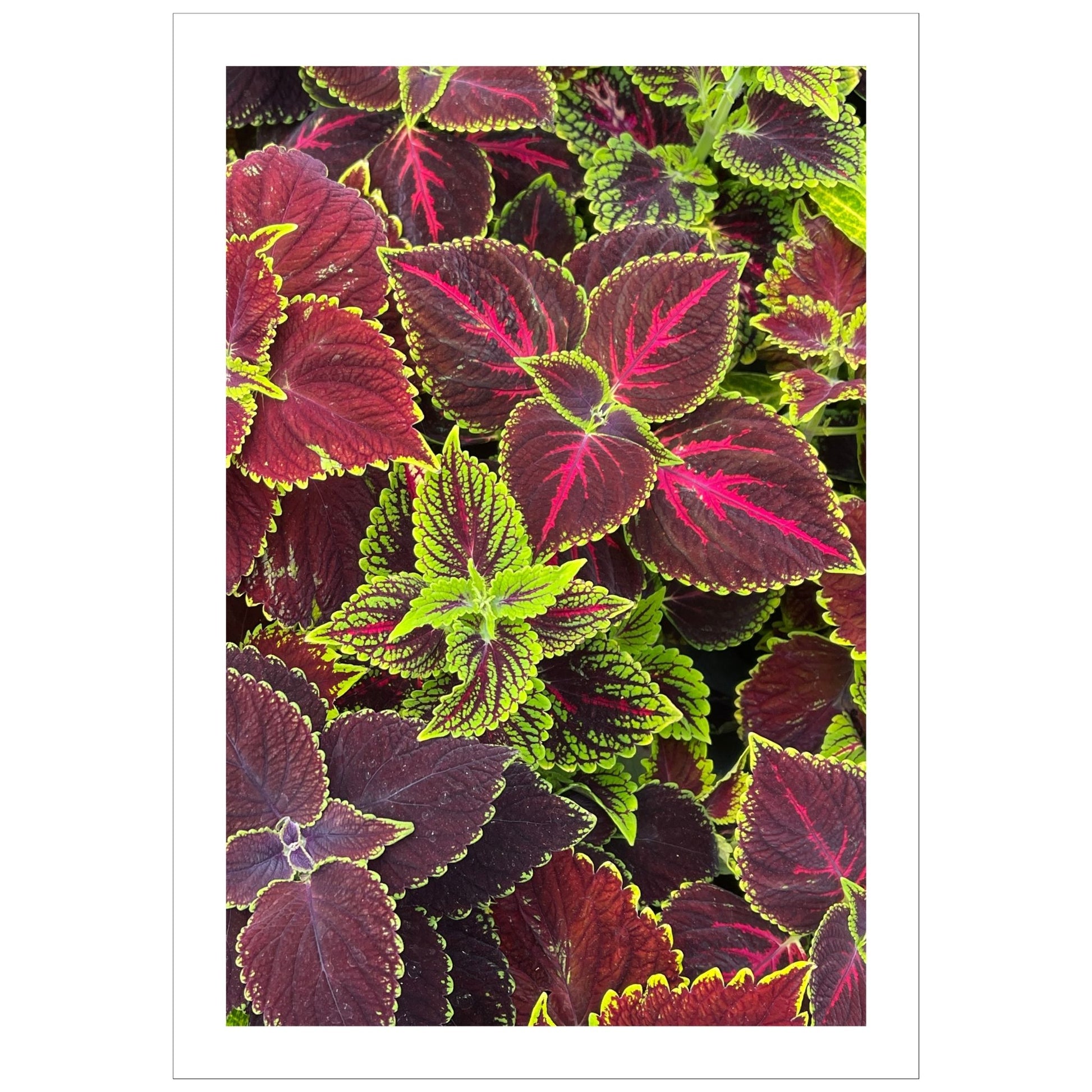 Foto av Coleus i burgunder og grønne fargenyanser. Motivet vil være et dekorativt blikkfang både som plakat eller på lerret. 