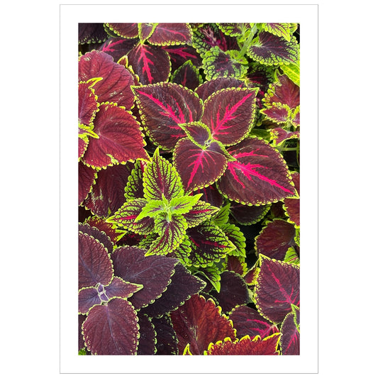 Foto av Coleus i burgunder og grønne fargenyanser. Motivet vil være et dekorativt blikkfang både som plakat eller på lerret. 